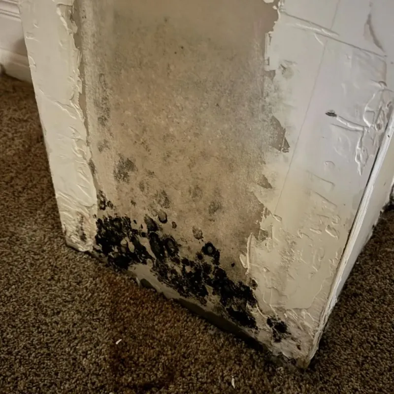 Professional Mold Removal in Walnut Creek, CA